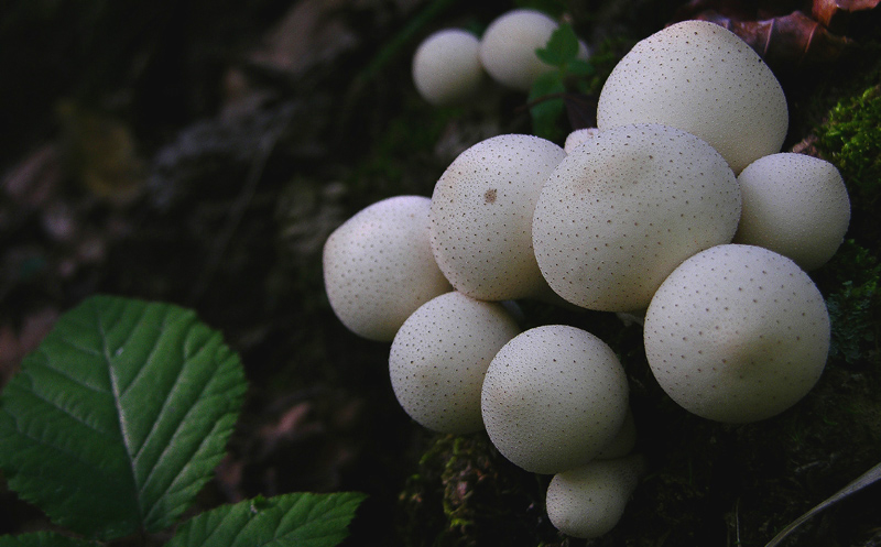 Funghi in primopiano...